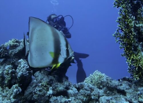 Tiran Island Full Day Snorkeling Diving Boat Trip