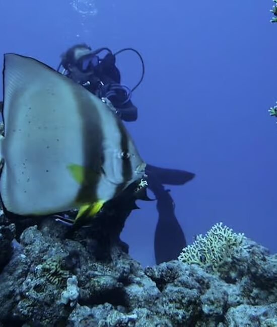 Tiran Island Full Day Snorkeling Diving Boat Trip
